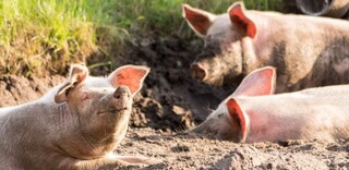 Tierwohl BIO Schweinefleisch aus Deutschland Tierwohl BIO Schweinefleisch aus Deutschland