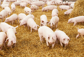 Strohschweine Offenstallhaltung Strohschweine Offenstallhaltung