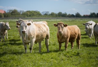 Rindfleisch regional aus Norddeutschland Rindfleisch regional aus Norddeutschland