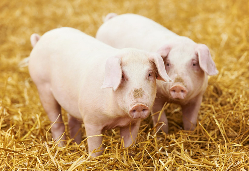 Strohschweine Offenstallhaltung Strohschweine Offenstallhaltung