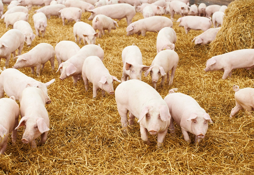 Strohschweine Offenstallhaltung Strohschweine Offenstallhaltung