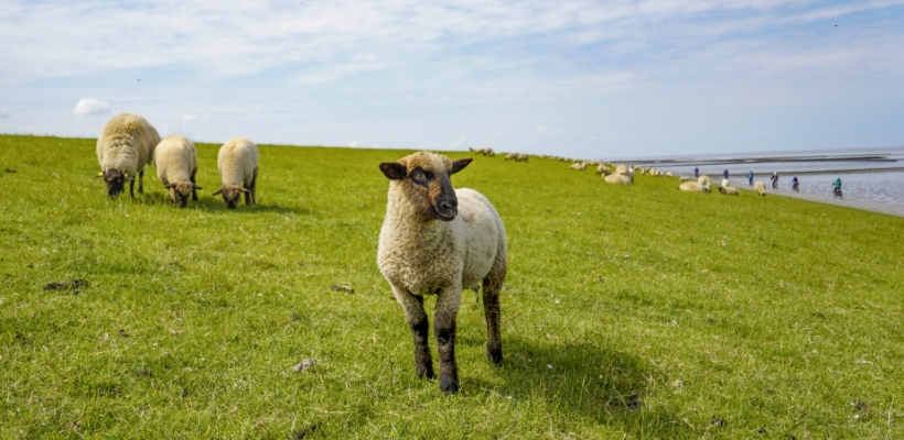 Tierwohl Deutsches Lammfleisch