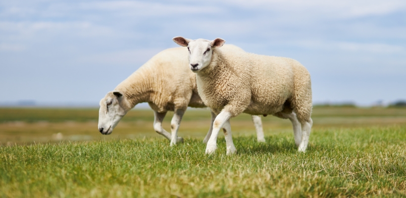 Tierwohl Deutsches Lammfleisch