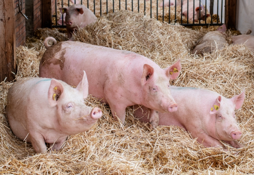 Schweinefleisch aus Deutschland