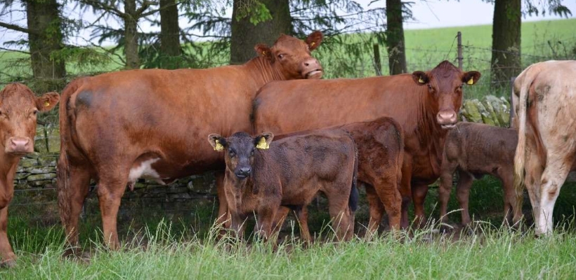 Tierwohl BIO Rindfleisch aus Deutschland