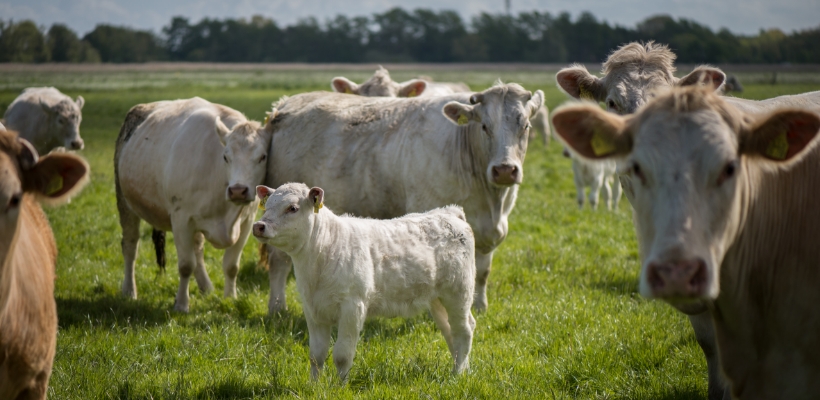 Tierwohl Rindfleisch regional aus Norddeutschland