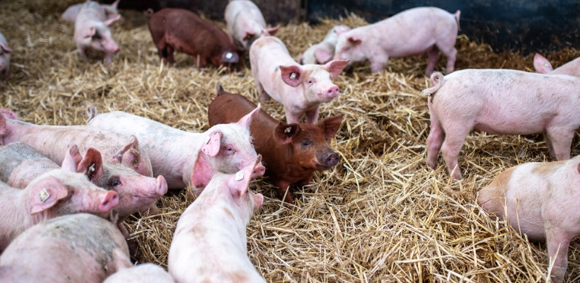 Tierwohl Strohschwein regional aus Norddeutschland