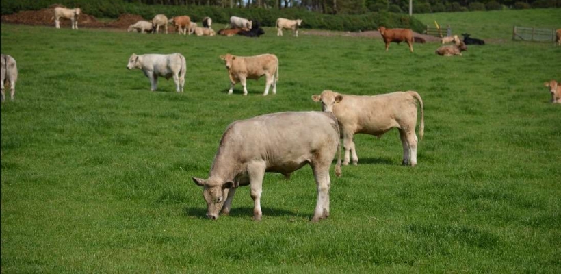 Tierwohl BIO Rindfleisch aus Deutschland