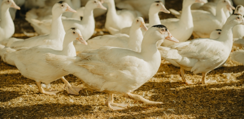 Tierwohl Enten und Gänse