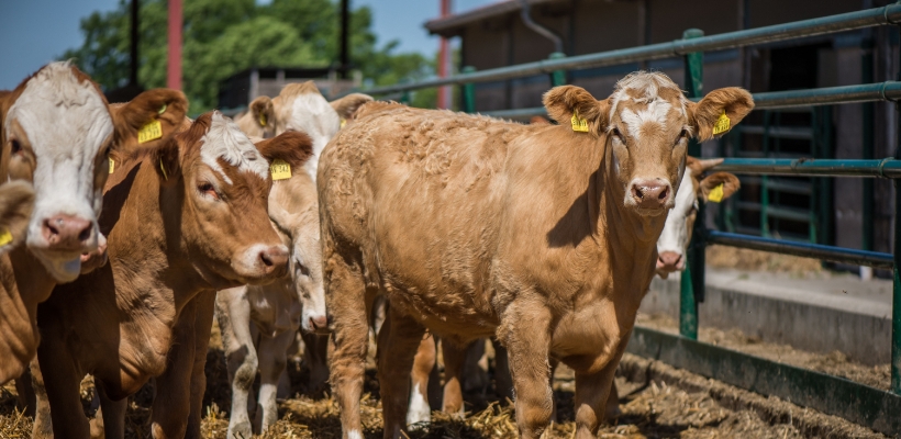 Tierwohl Rindfleisch regional aus Norddeutschland