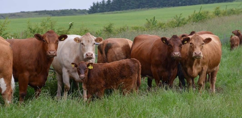 Tierwohl BIO Rindfleisch aus Deutschland