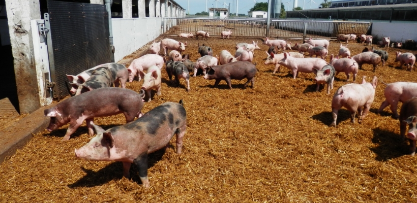 Tierwohl BIO Schweinefleisch aus Deutschland