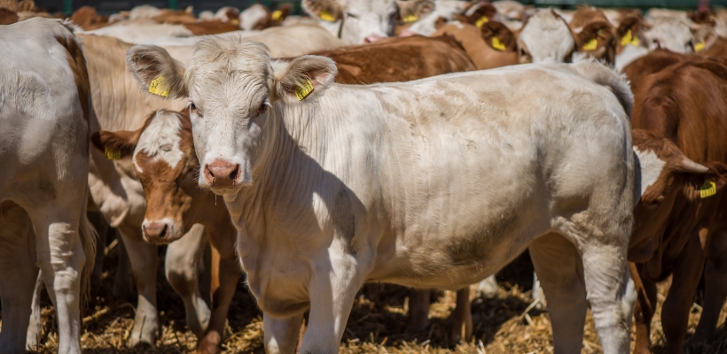 Tierwohl Rindfleisch regional aus Norddeutschland