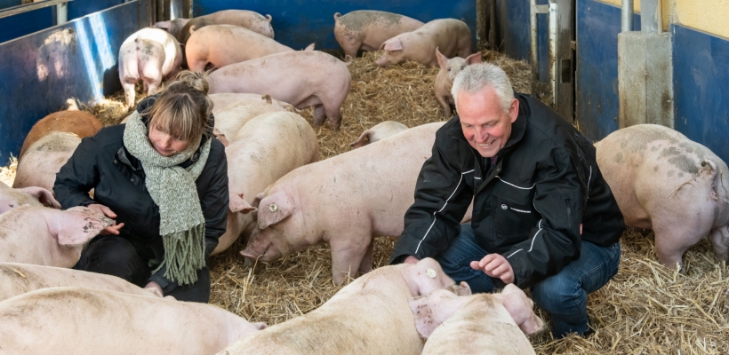 Tierwohl Strohschwein regional aus Norddeutschland