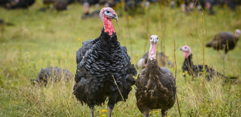 Tierwohl BIO Geflügel aus Deutschland