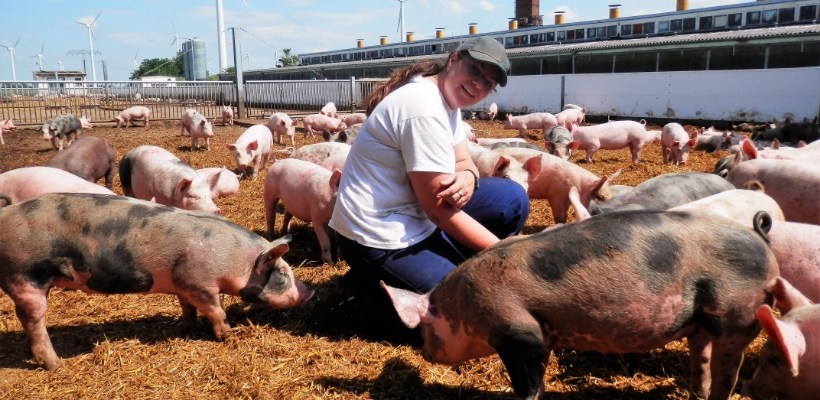 Tierwohl BIO Schweinefleisch aus Deutschland