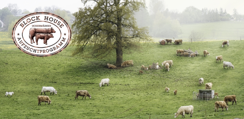 Tierwohl Rindfleisch regional aus Norddeutschland