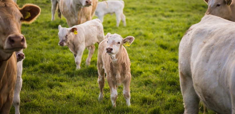 Tierwohl Rindfleisch regional aus Norddeutschland