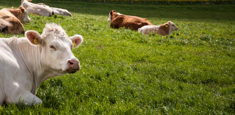 Tierwohl Rindfleisch regional aus Norddeutschland