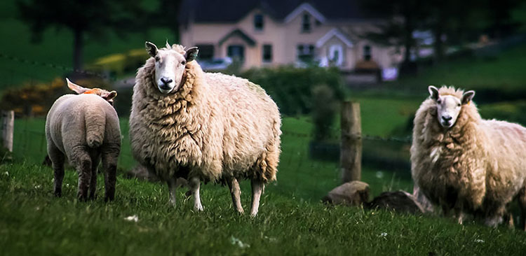 Lamm Schottland